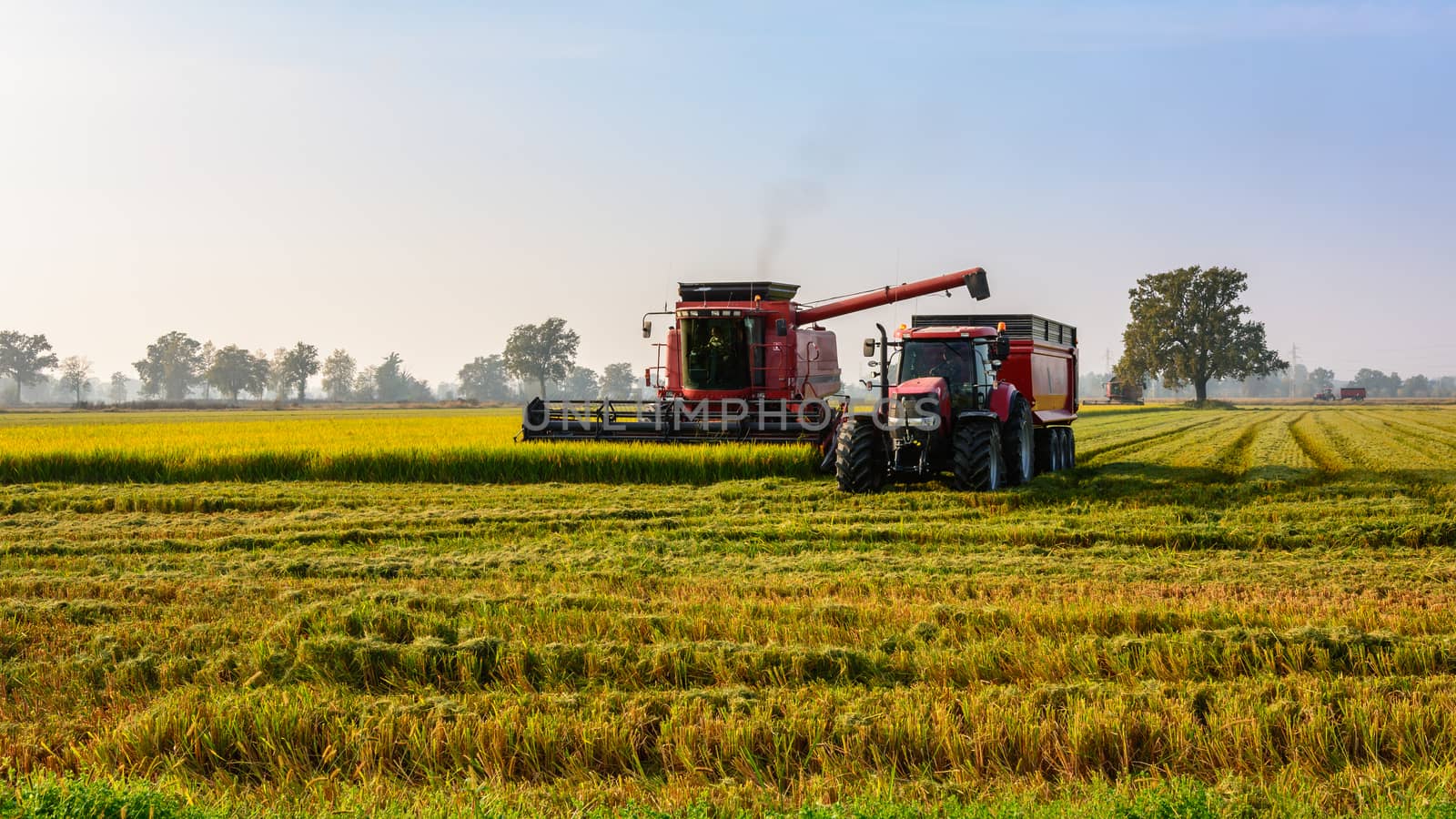 Every year in September takes place the rice harvest in Lombardy
