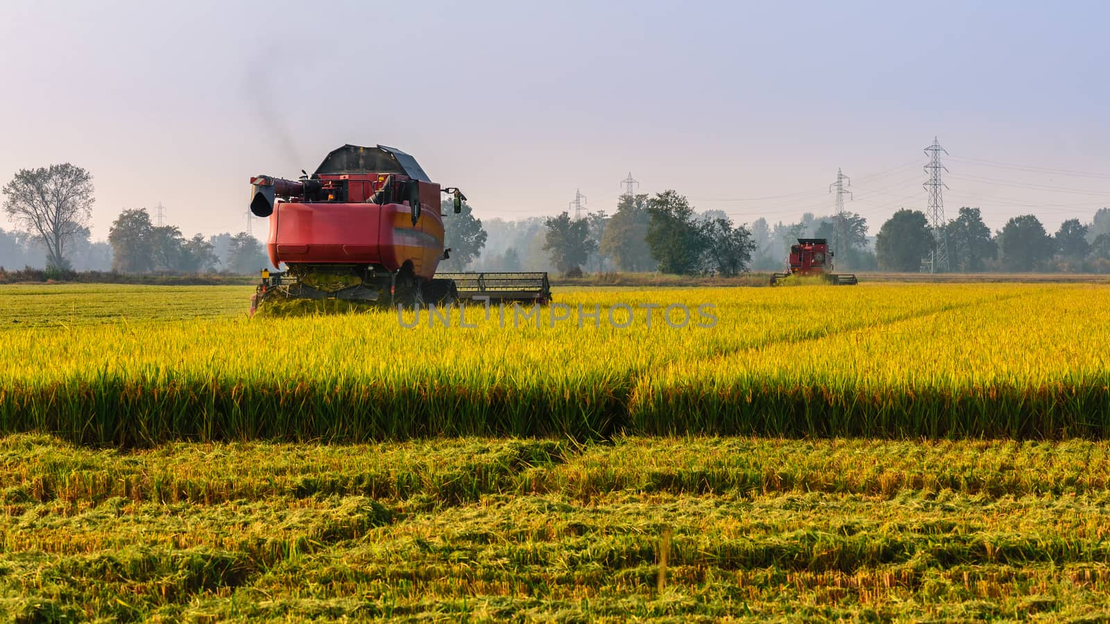 Every year in September takes place the rice harvest in Lombardy