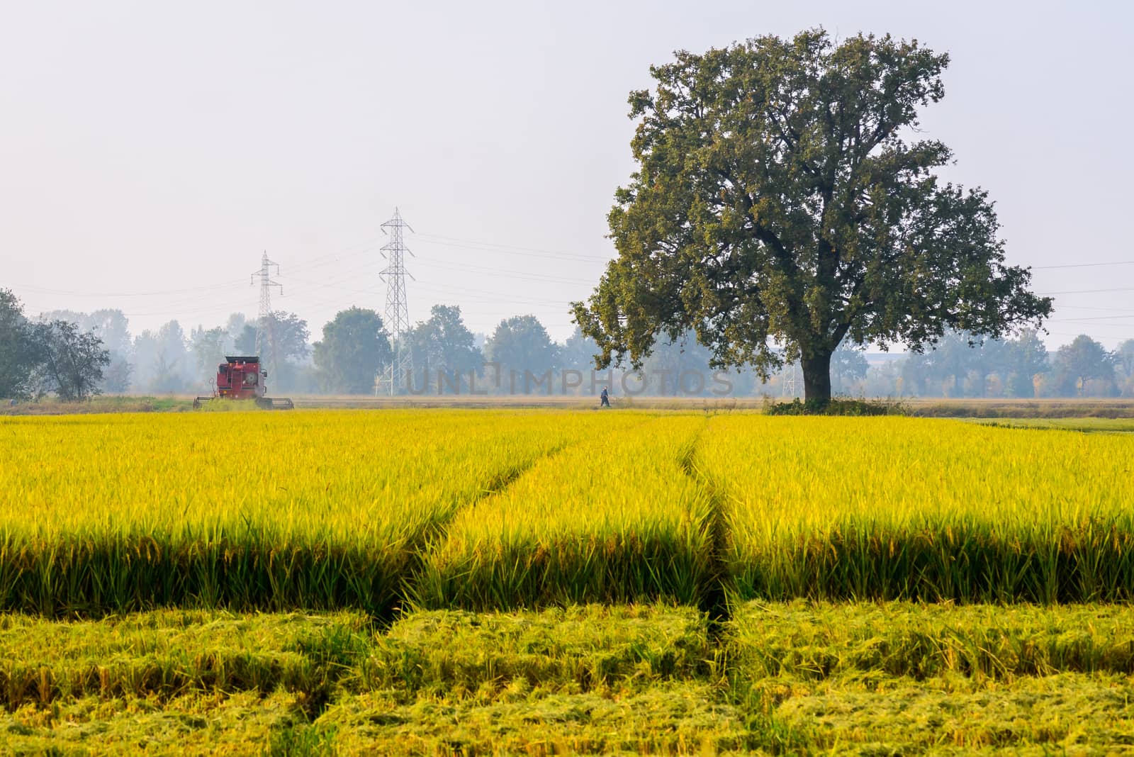 Thresh rice by Robertobinetti70