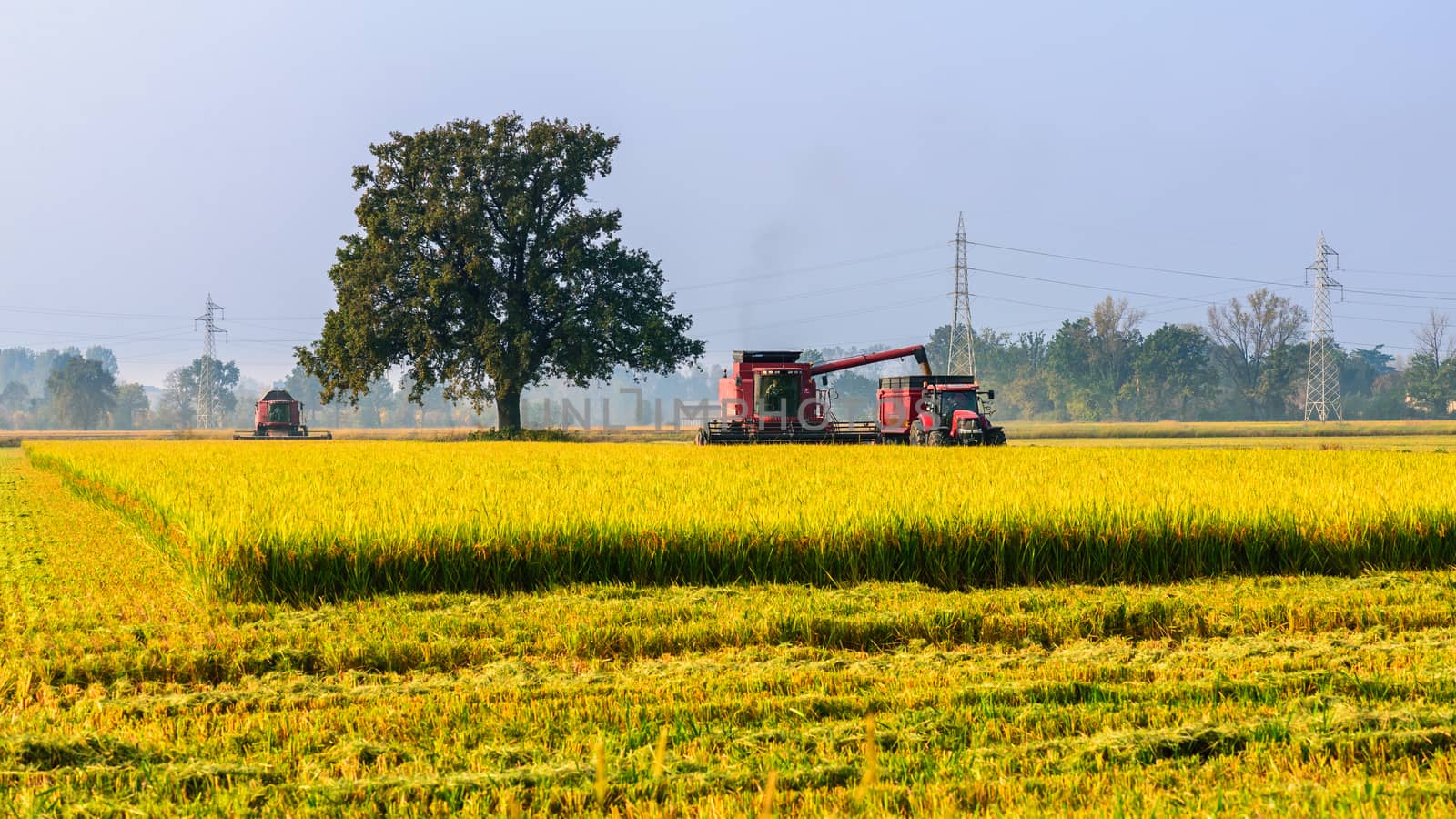 Every year in September takes place the rice harvest in Lombardy