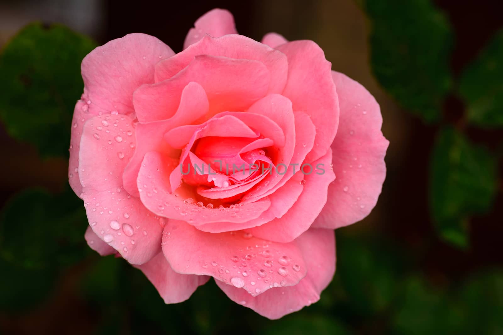 Rose Macro by Robertobinetti70