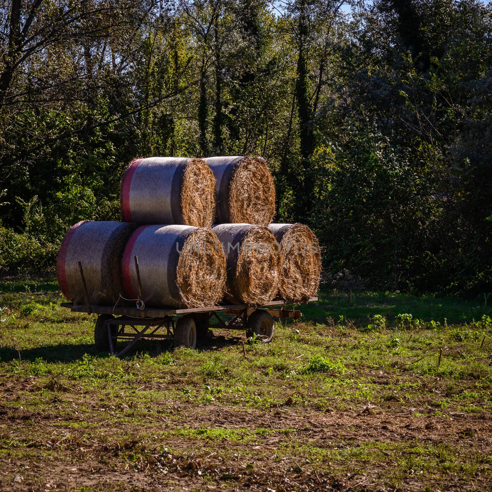 bale by Robertobinetti70