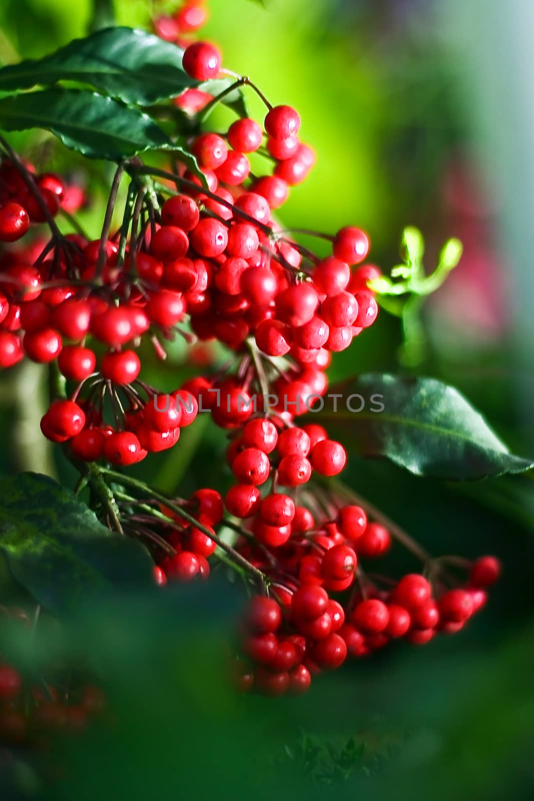 Red Fruits with green leaves and blur background