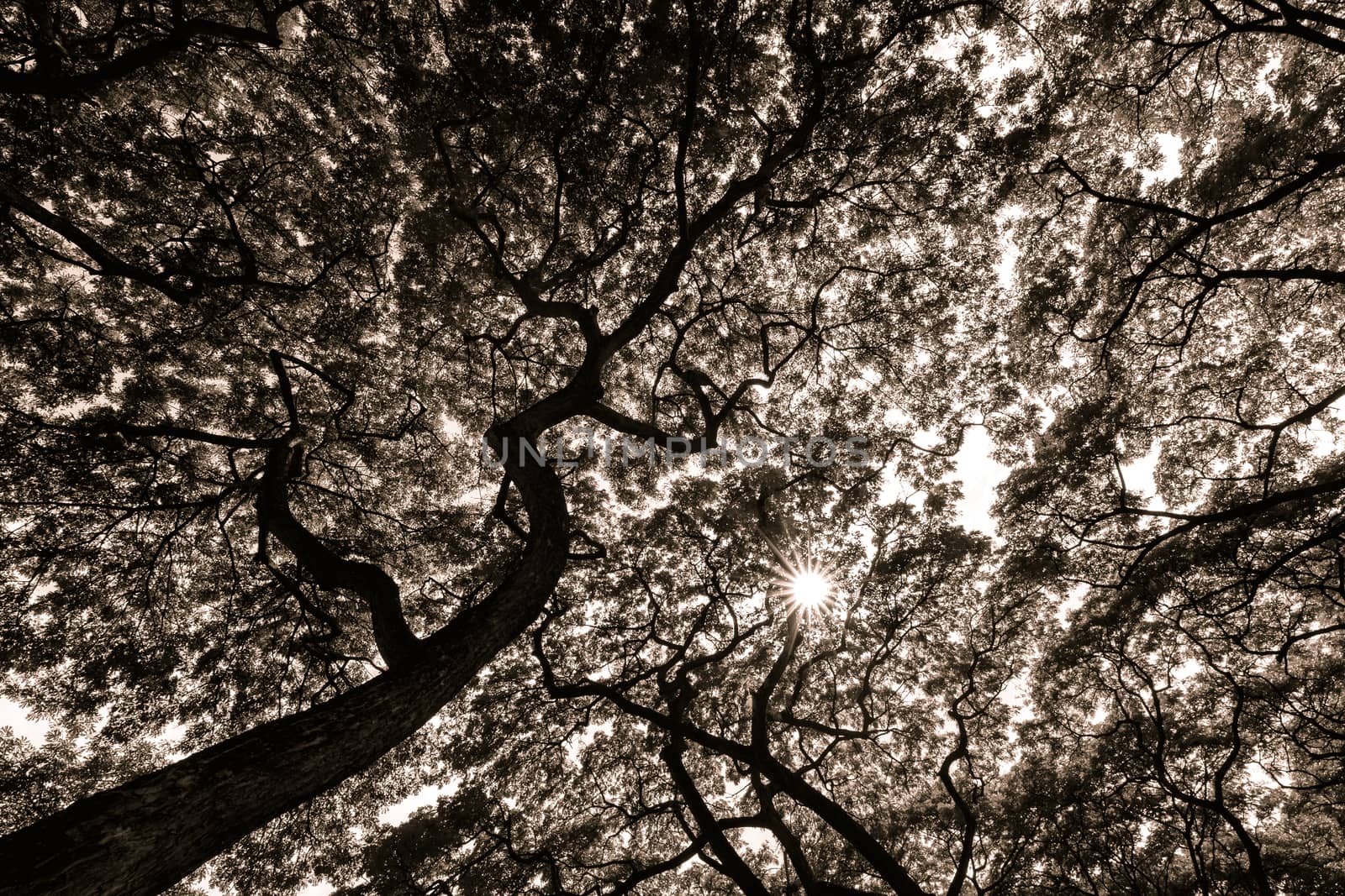 looking up into the treetop in vintage style black and white