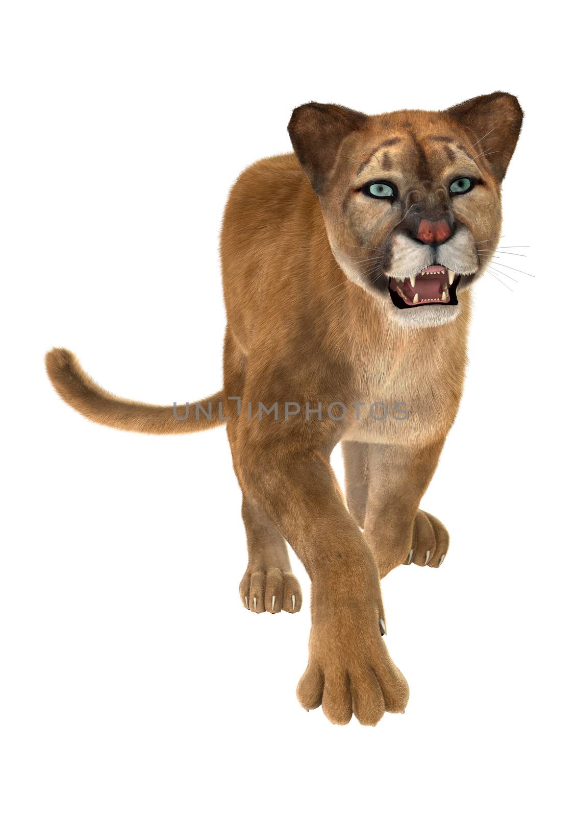 3D digital render of a big cat puma running iisolated on white background