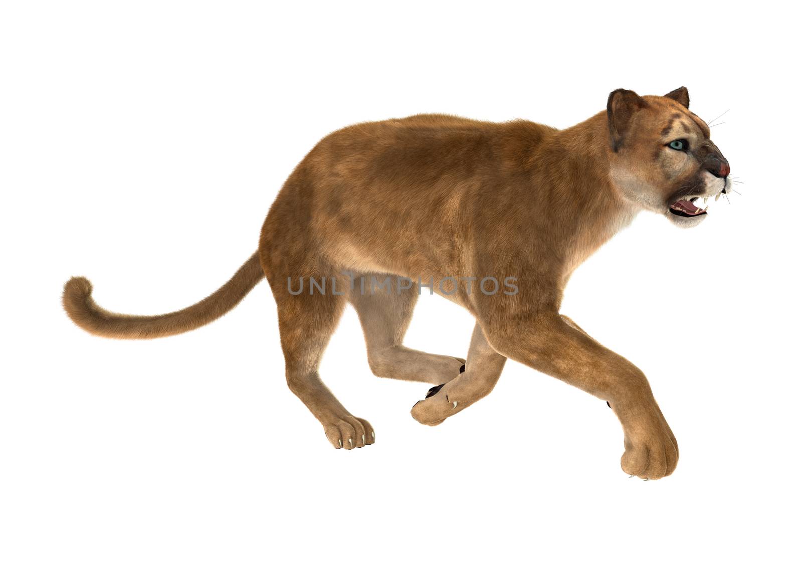 3D digital render of a big cat puma running iisolated on white background