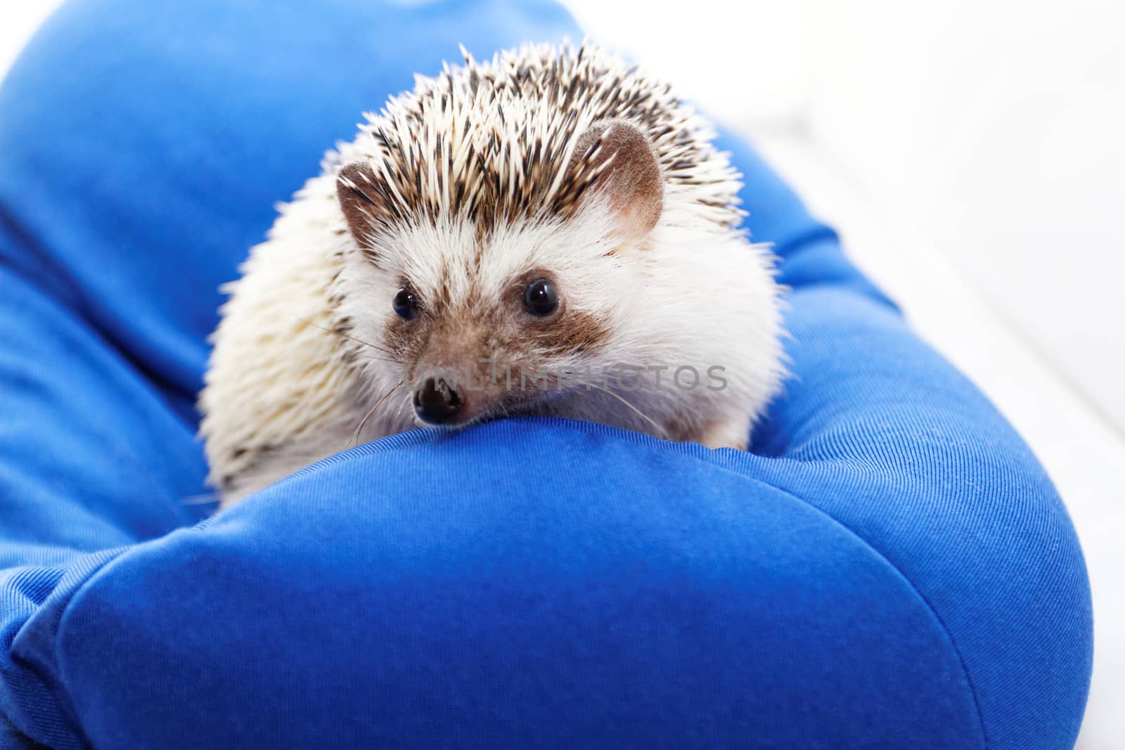 Cute hedgehog by Nneirda