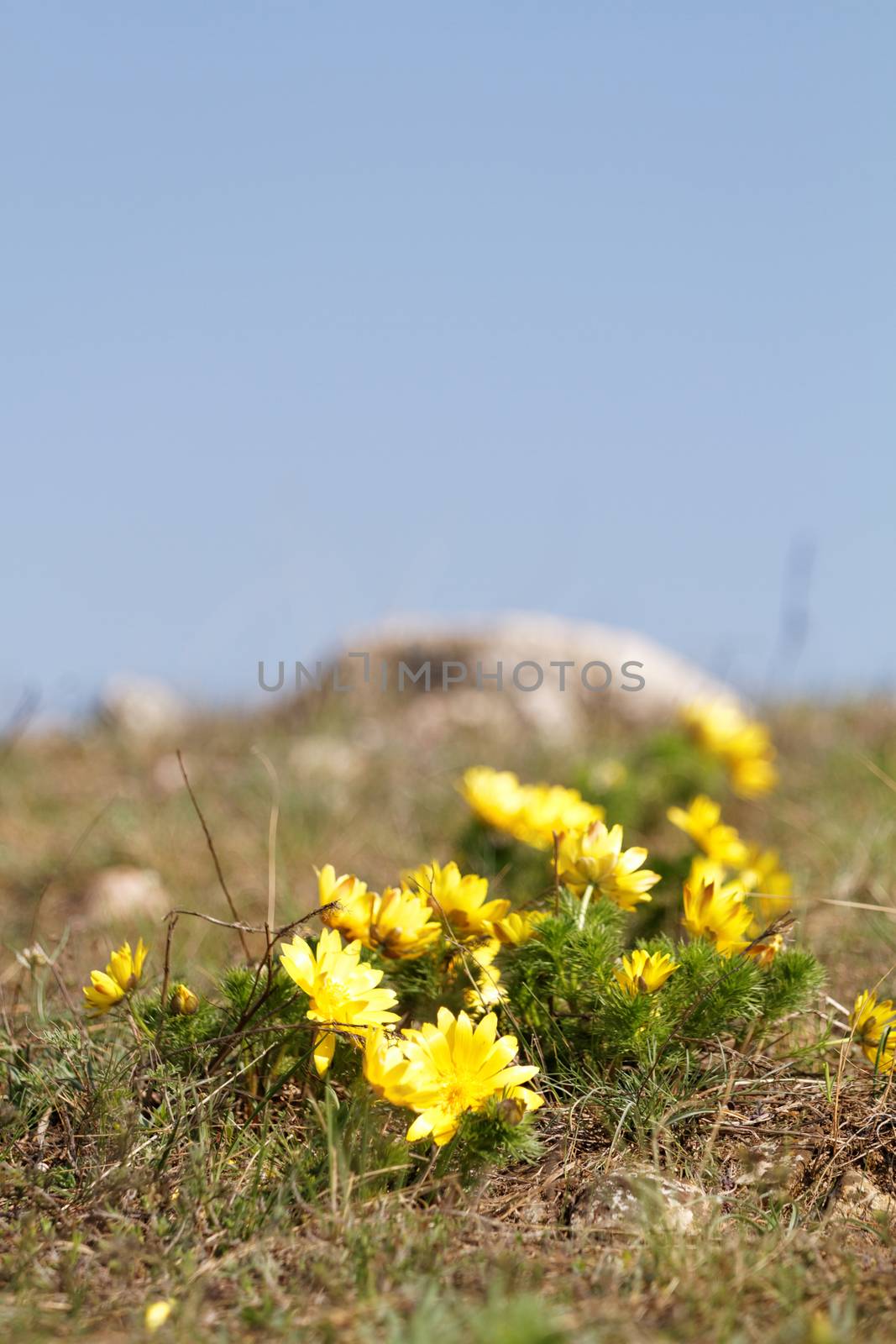 Yellow flower by Nneirda