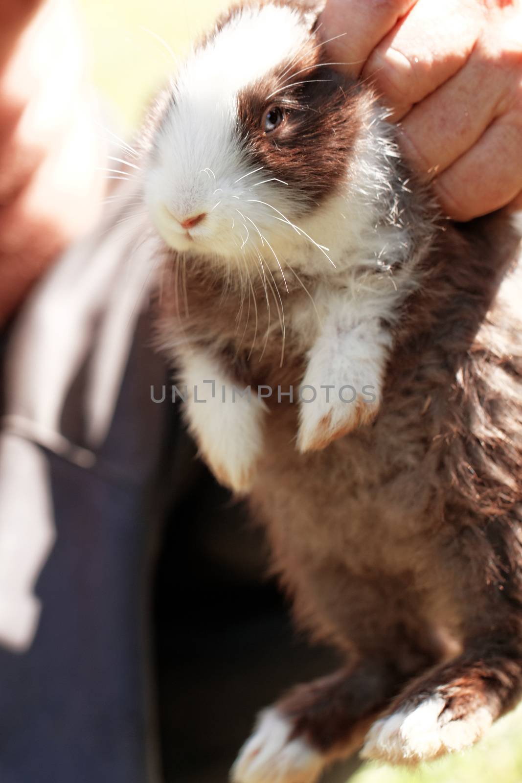 Farmer man holding in his hands a cute baby bunny rabbit