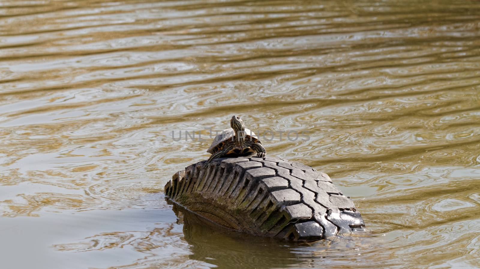 Cute turtle in a pond in a car's tires