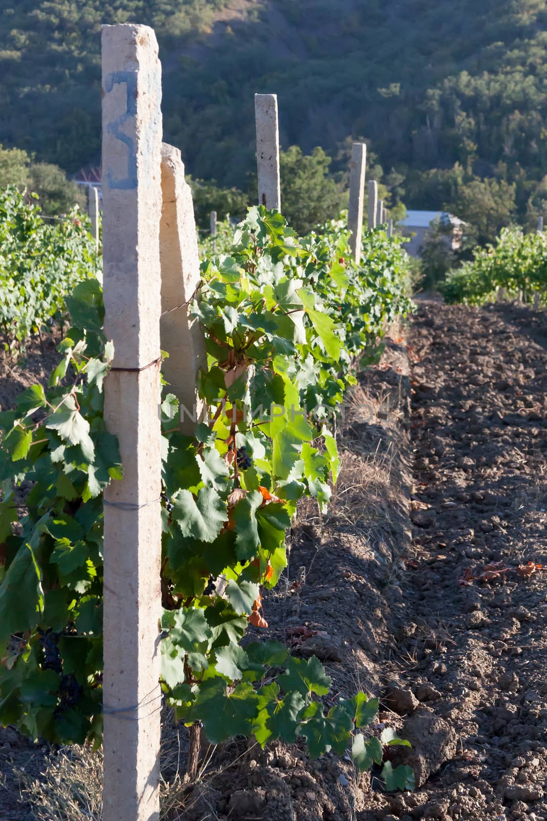 the grapes clusters hanging among leaves in clear summer day