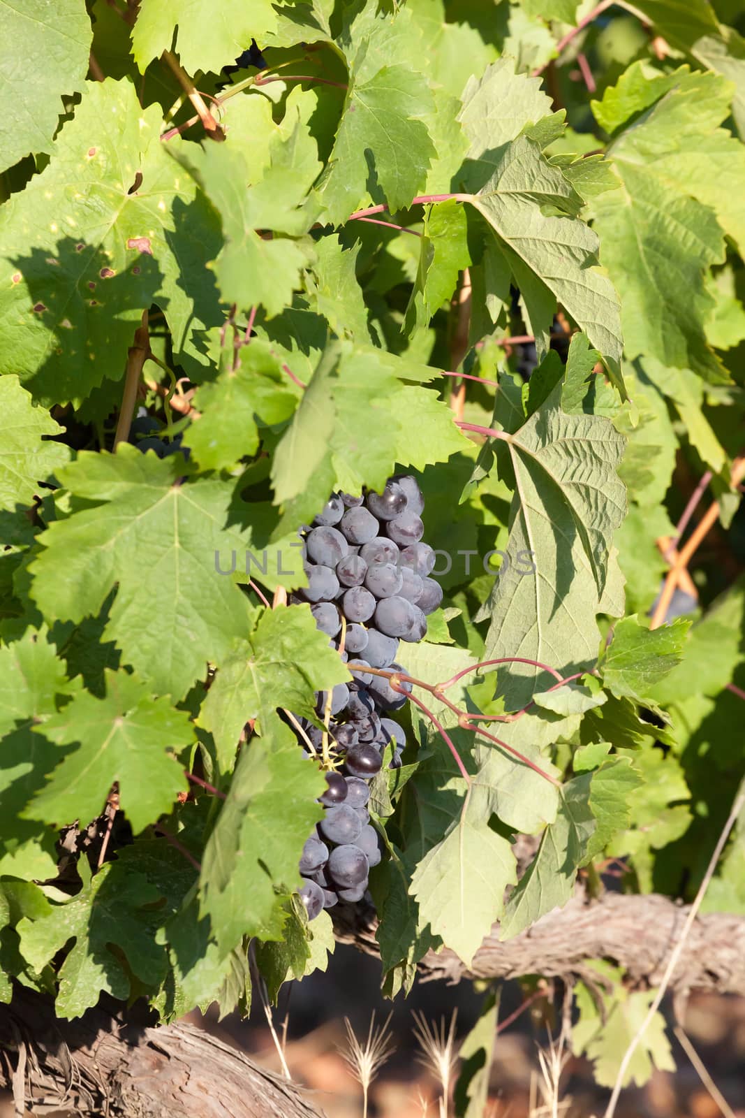 the grapes clusters hanging among leaves in clear summer day