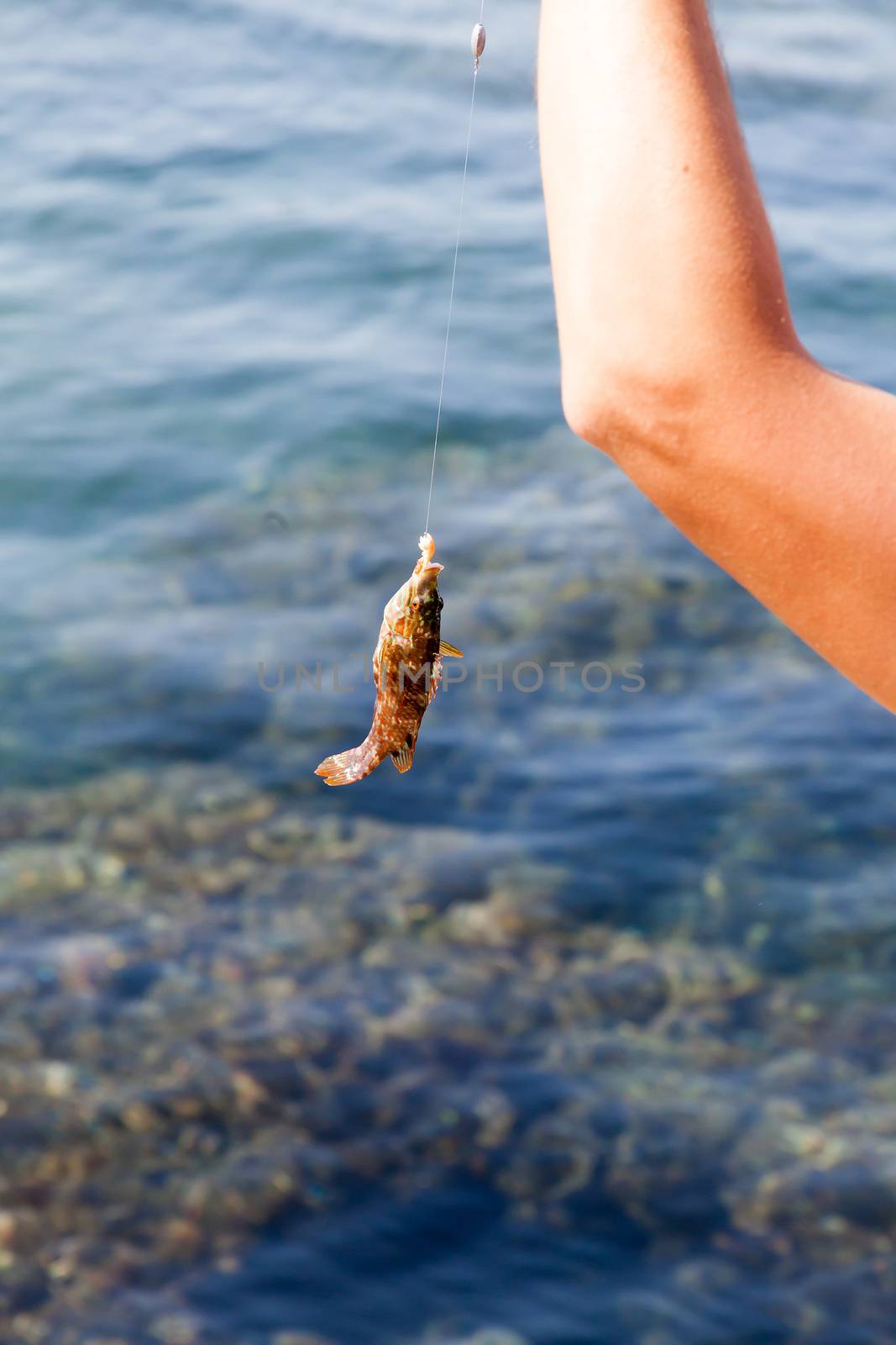 the fish hooked on a hook and hanging on a scaffold against the sea