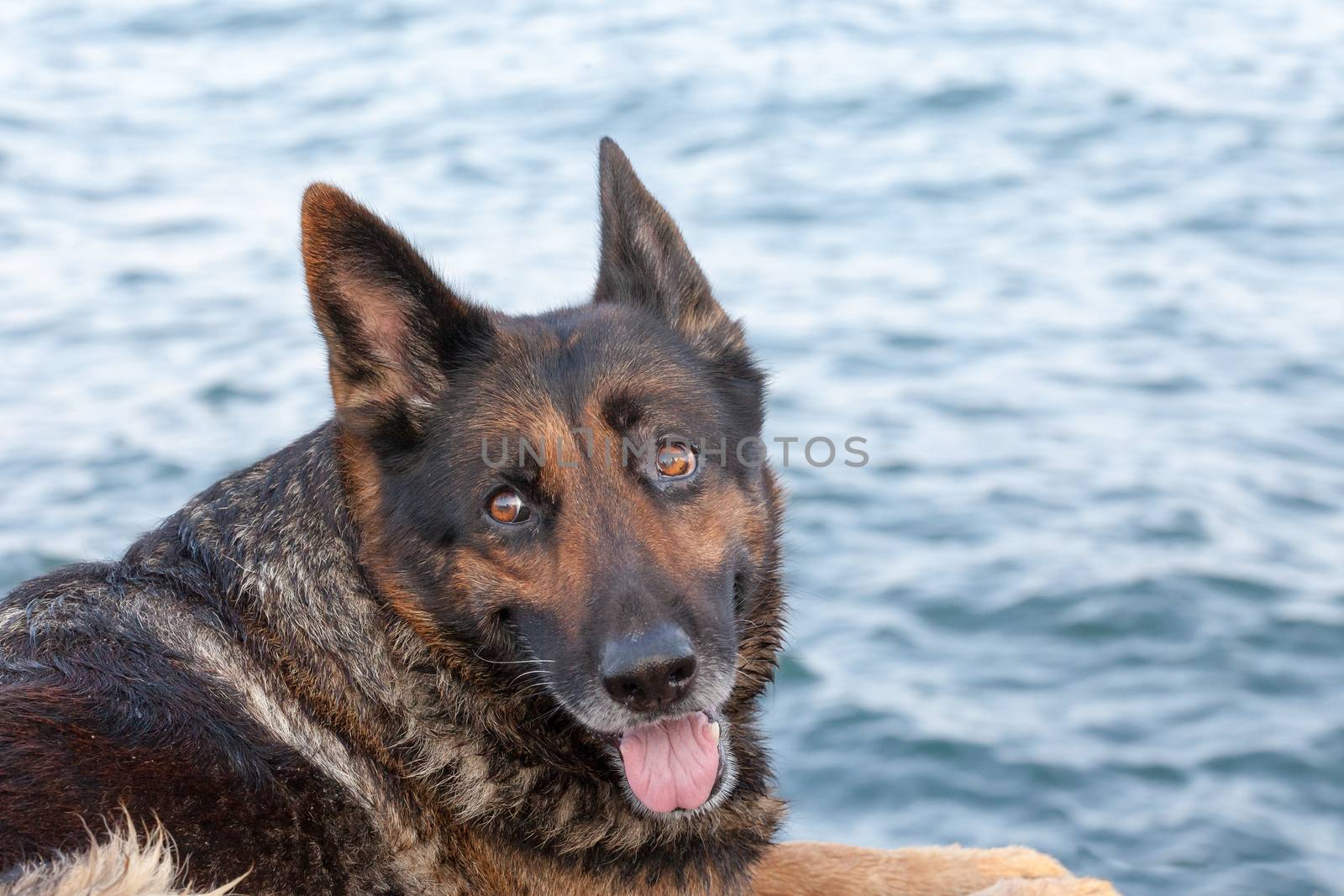 portrait of the beautiful bathed dog against the blue sea