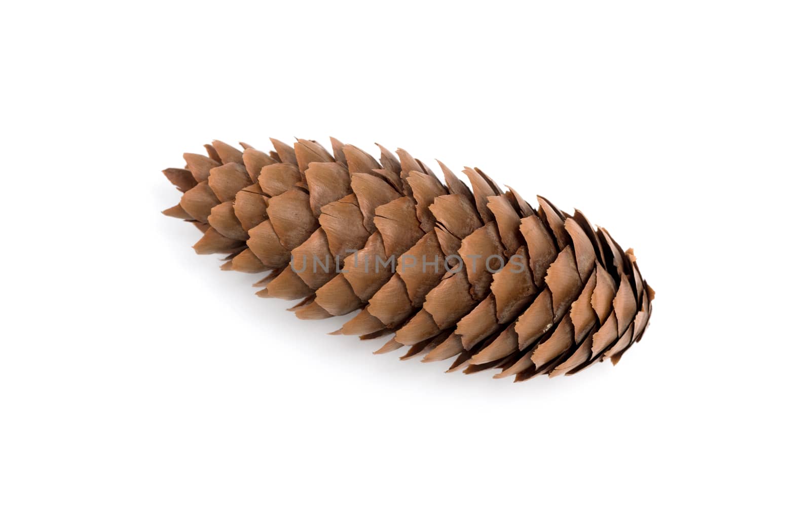 Pine tree cone isolated on white. Christmas decoration. by DNKSTUDIO