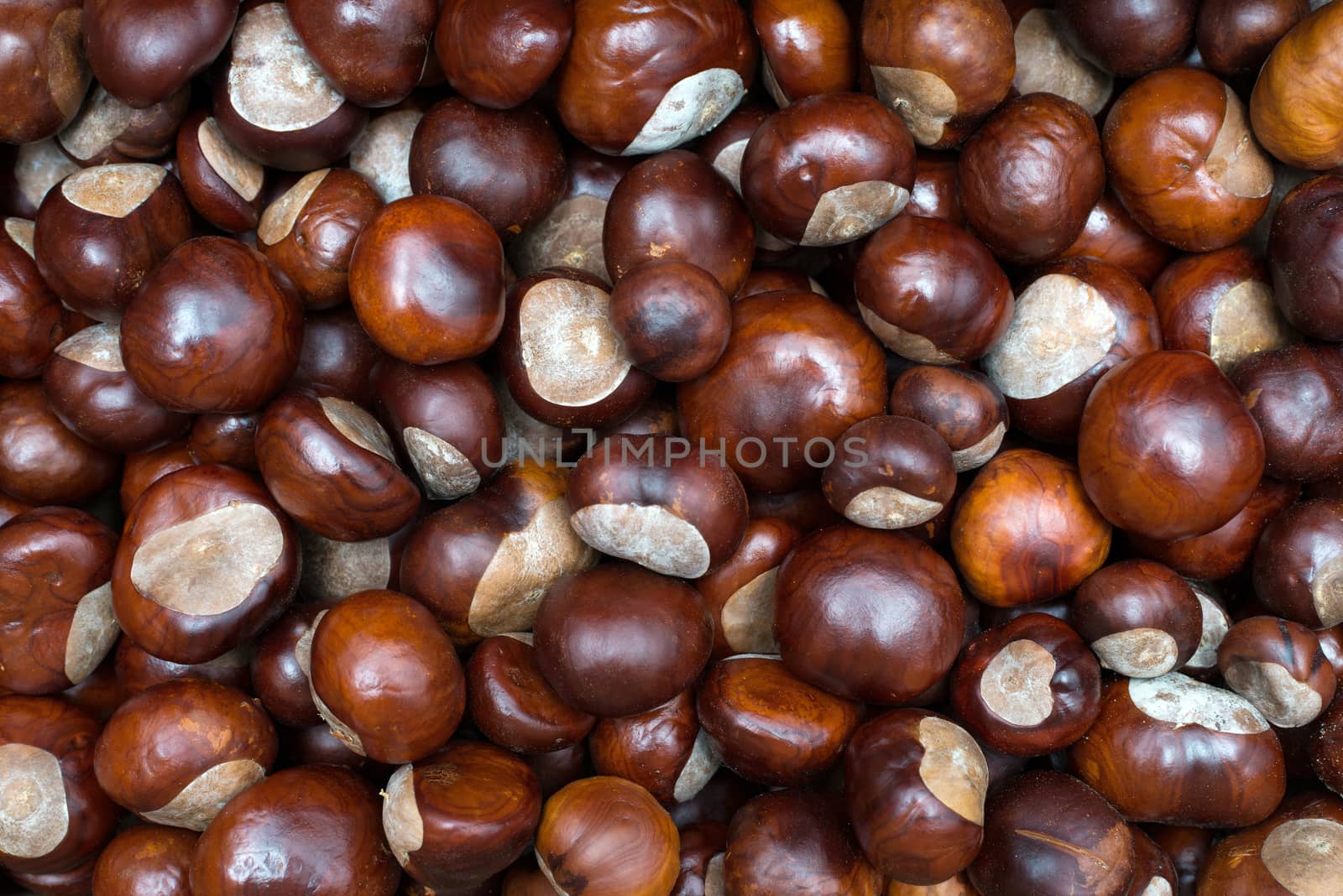 Detail of the chestnuts. autumn product by DNKSTUDIO