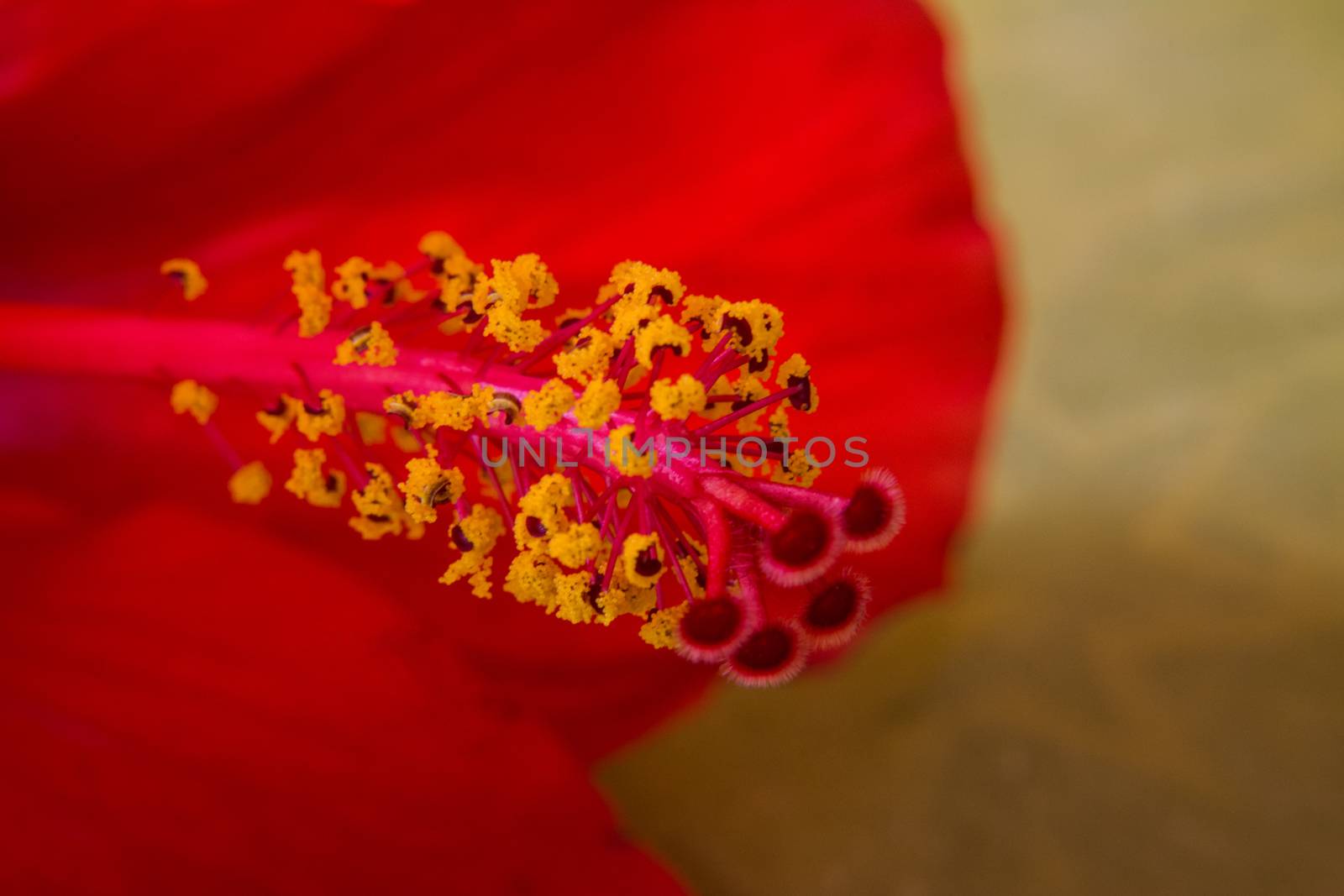 Macro shot of a red hibiscus flower.