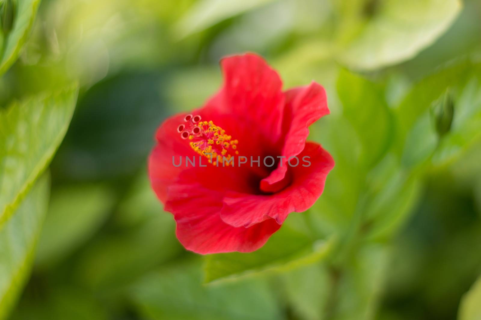 Red hibiscus on blurred background.