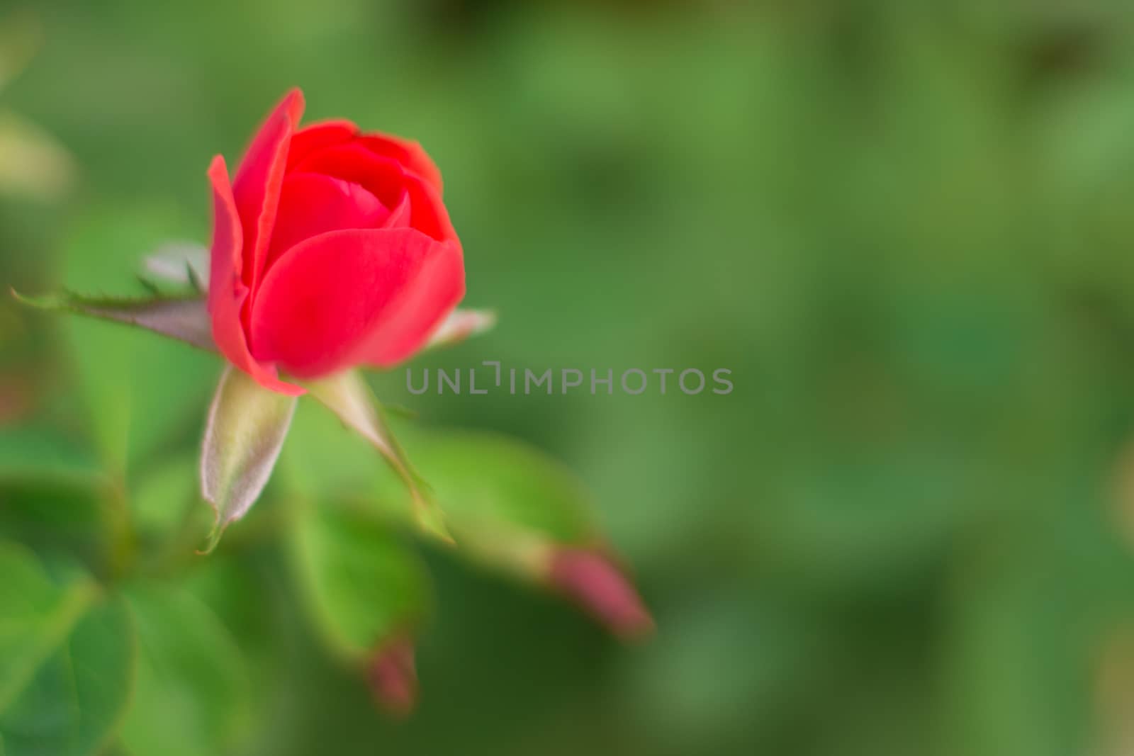 One nice rose on a shallow depth of field.