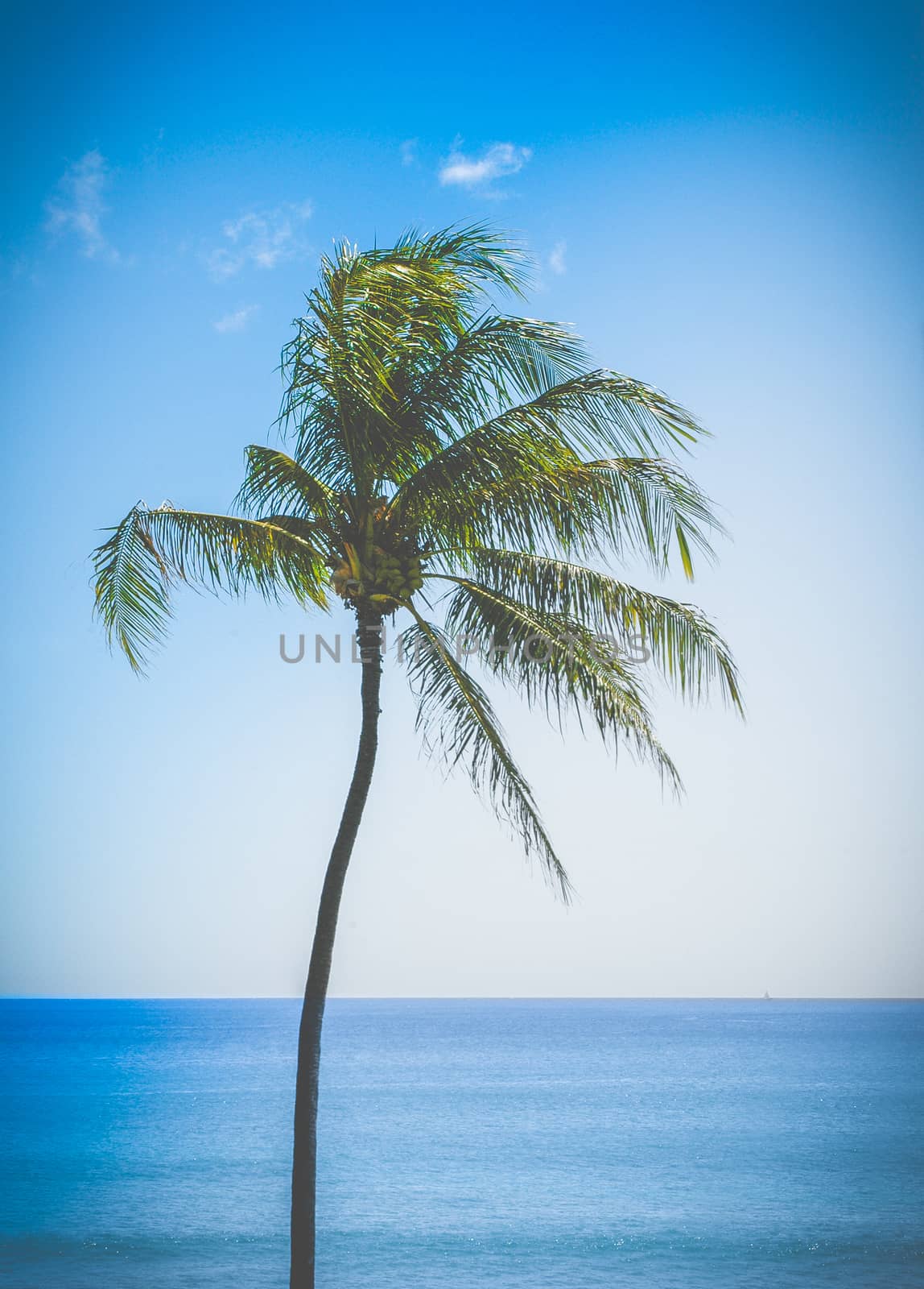 Retro Filtered Single Palm Tree By The Ocean In Hawaii