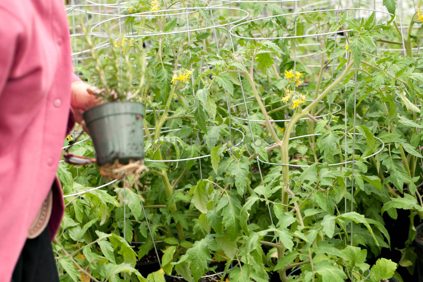 Gardener with Tomato Plants by graficallyminded