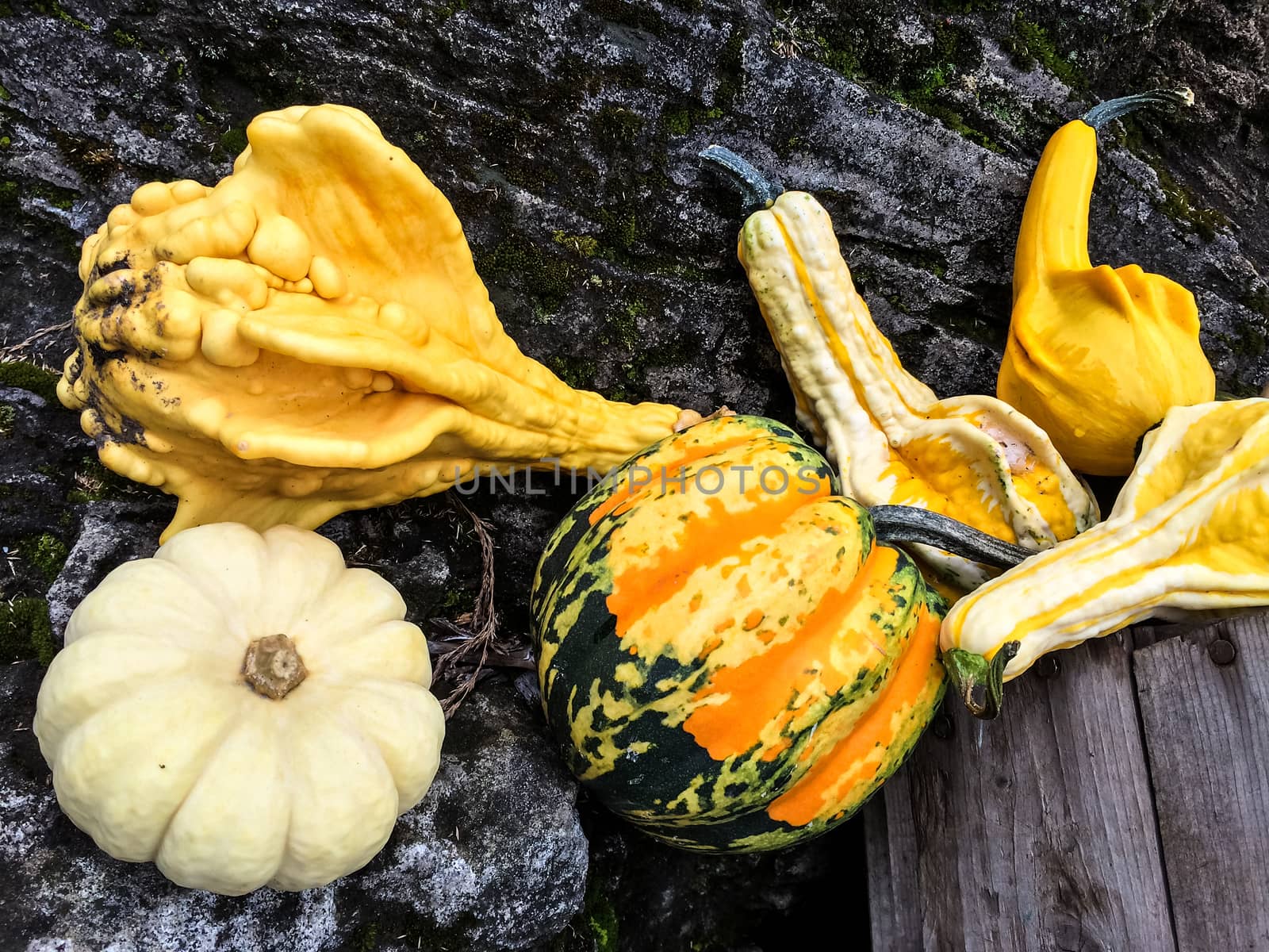 Colorful autumn vegetables. Variety of gourds and pumpkins.