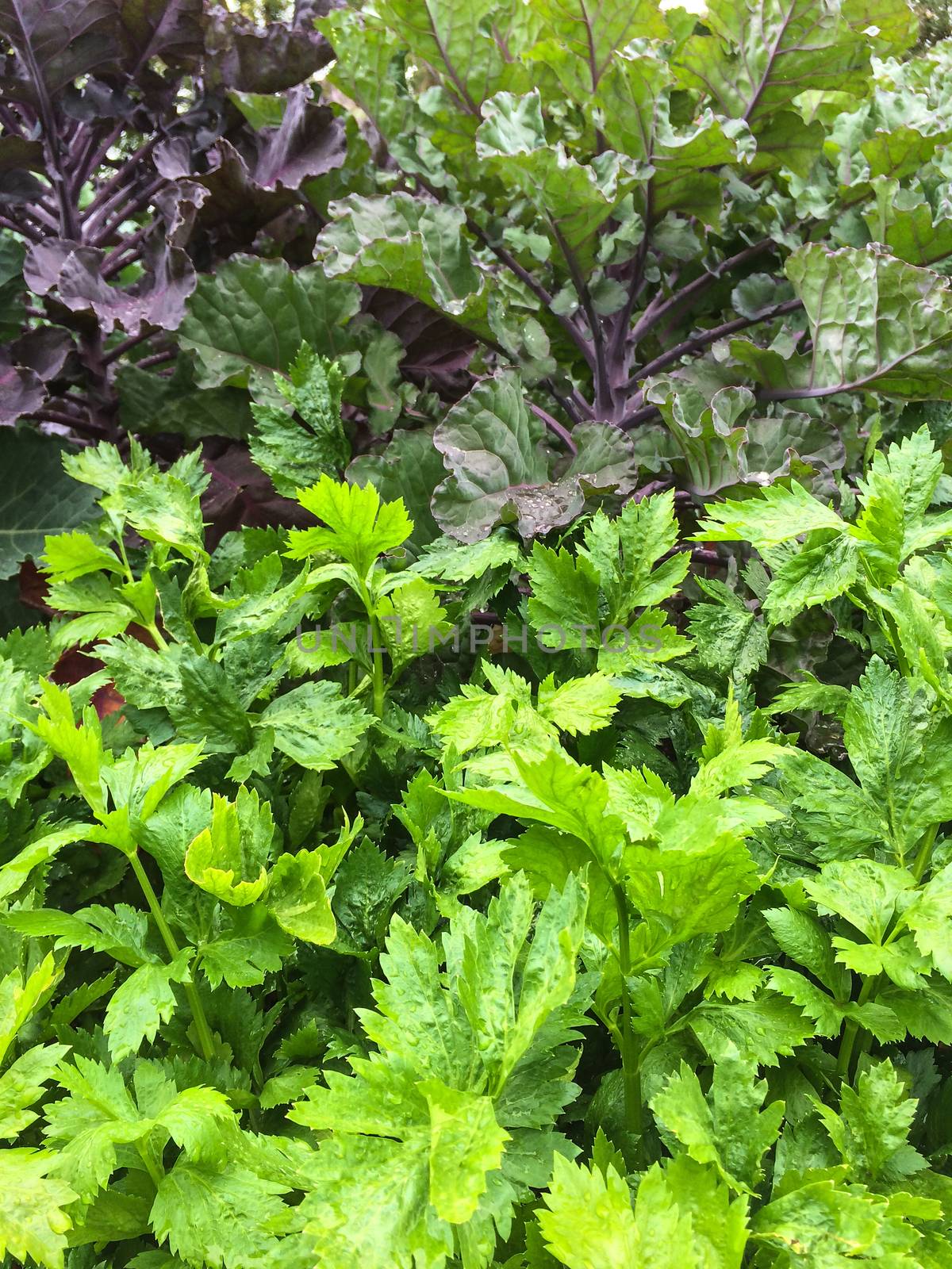 Parsley and lettuce in the summer garden by anikasalsera