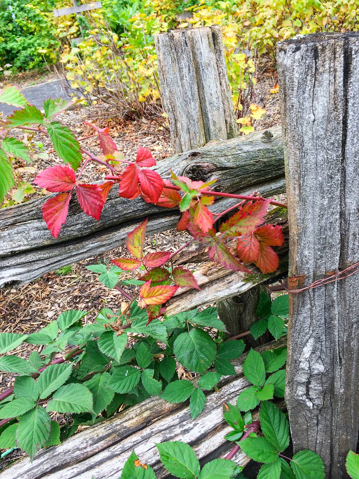 Colorful plants and wooden fence by anikasalsera