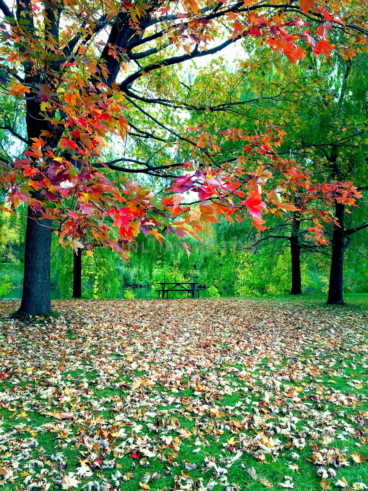 Vibrant autumn landscape. A park in Quebec, Canada.