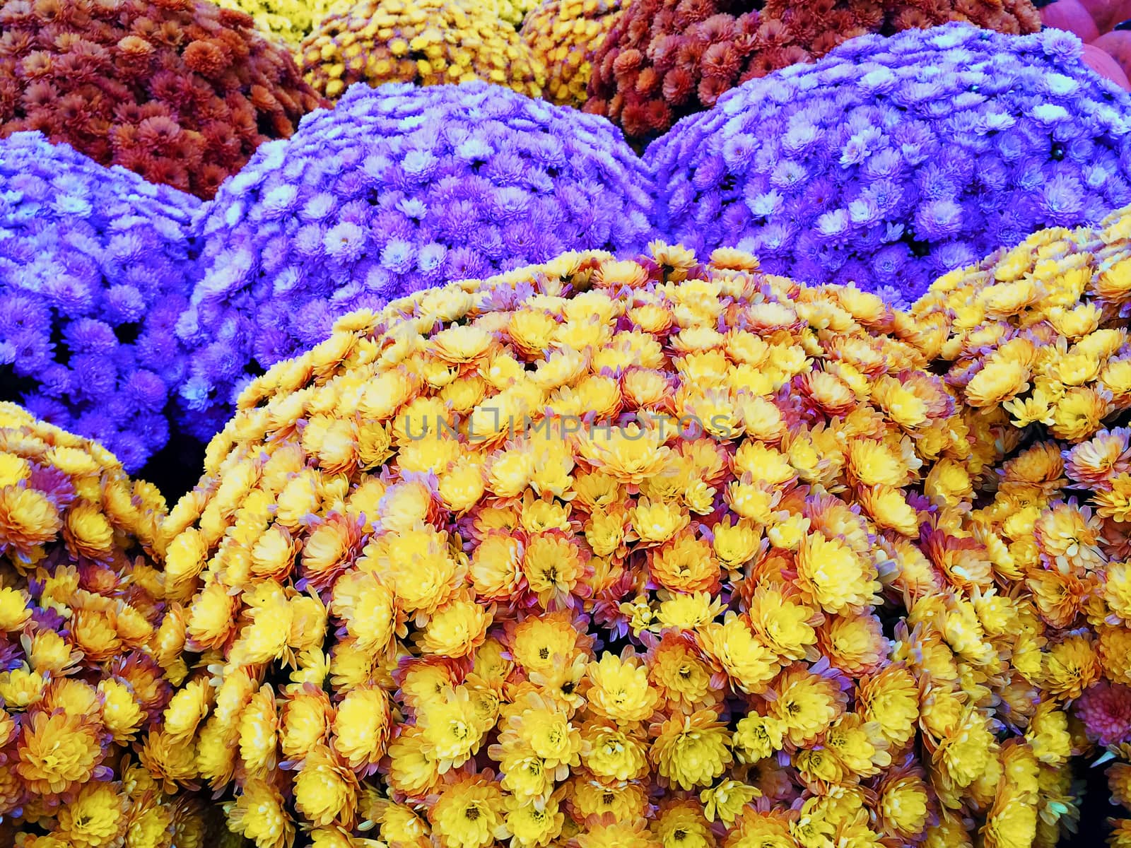 Marketplace with colorful autumn chrysanthemums. Quebec, Canada.
