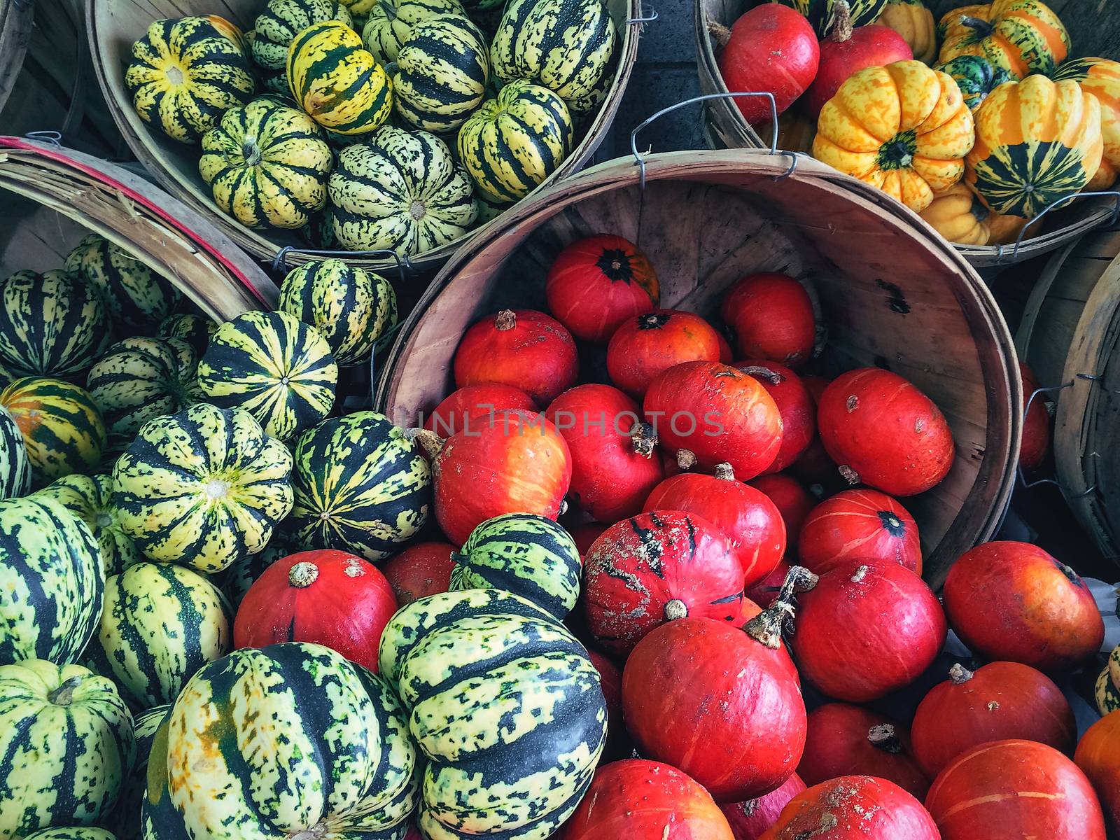 Variety of colorful squashes at the market by anikasalsera