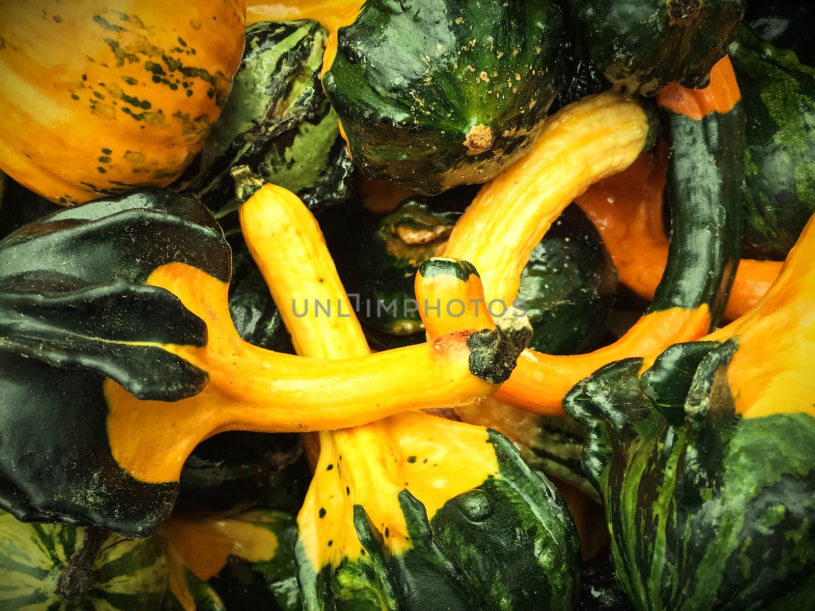 Closeup of green and yellow decorative gourds.