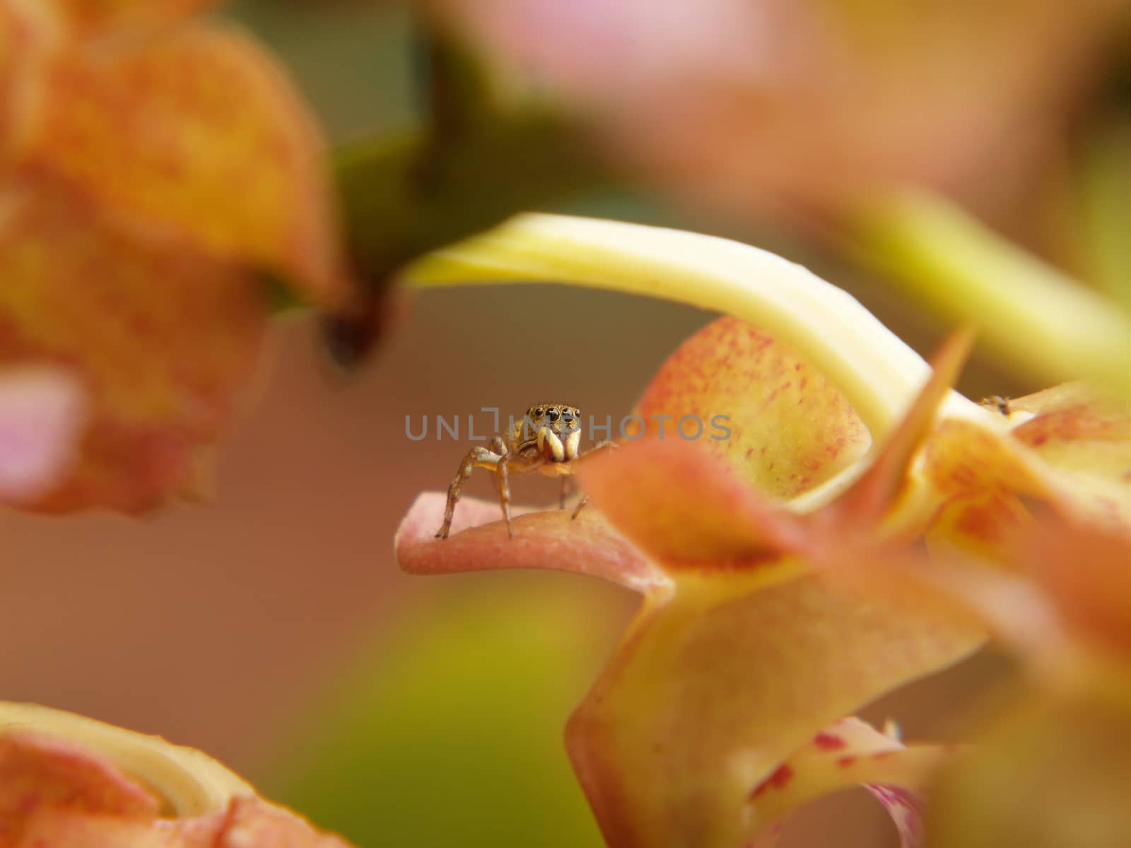 A macro closeup of a jumping spider on orchid flower(aerides sp.)