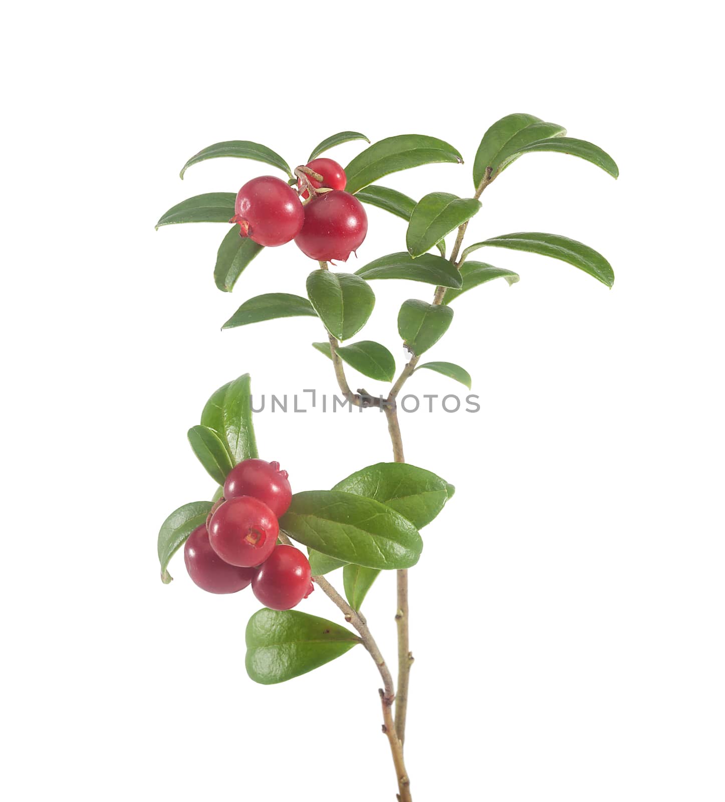Isolated branch of red cowberry on the white