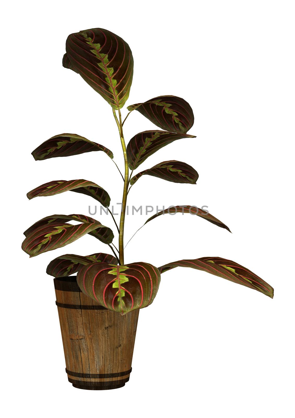 3D digital render of a prayer plant isolated on white background