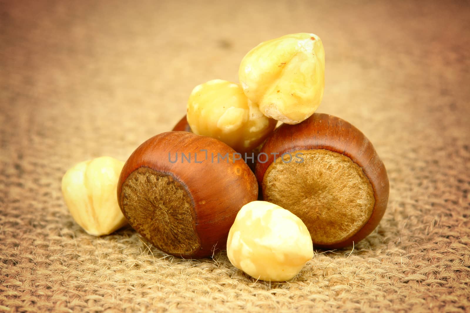 Hazelnut Closeup by selensergen