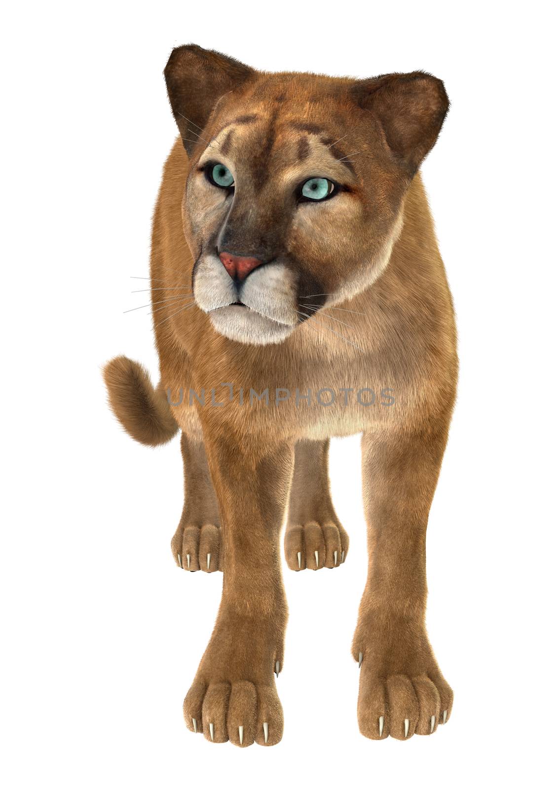 Big Cat Puma by Vac