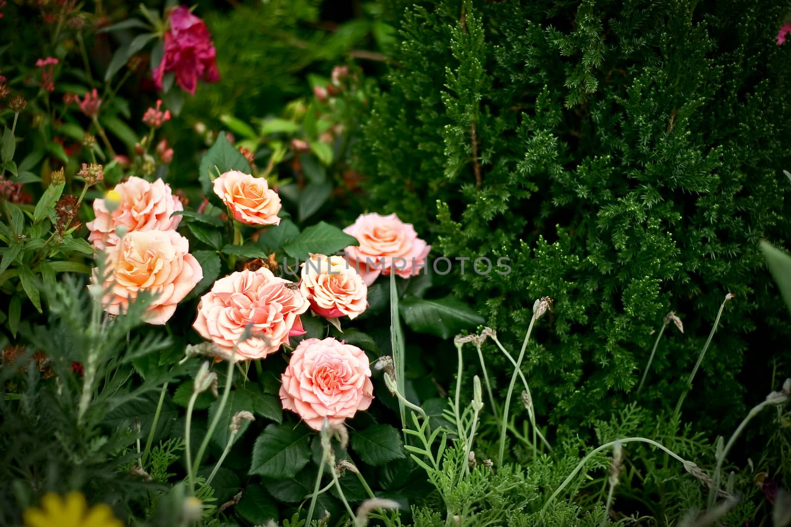 Peony Flowers with green leaves