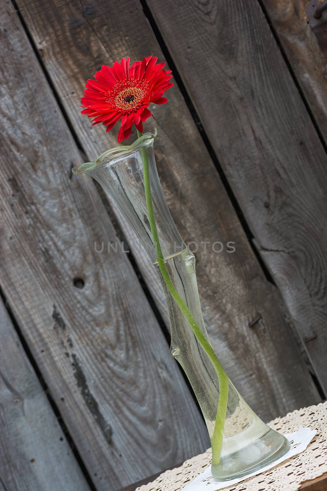 red gerbera flower in the vase  against wooden wall, tilted shot