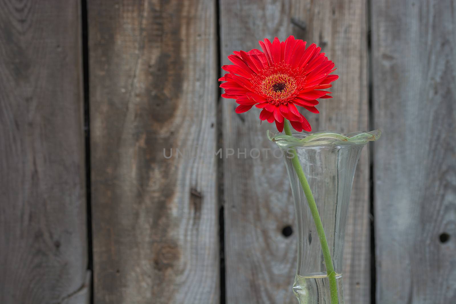 red gerbera flower in the vase close-up against wooden wall with copy-space, horizontal shot