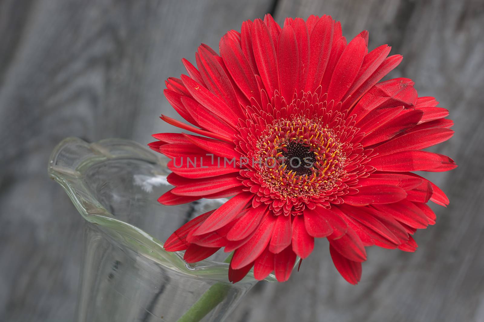 red gerbera flower in the vase close-up against wooden wall, tilted angle