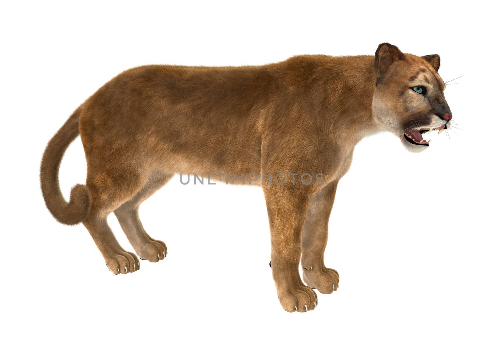 3D digital render of a big cat puma iisolated on white background