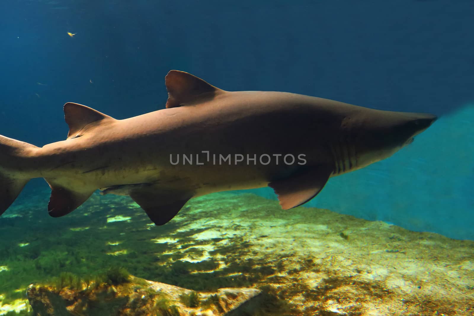 View of sand tiger shark about 3 meters long