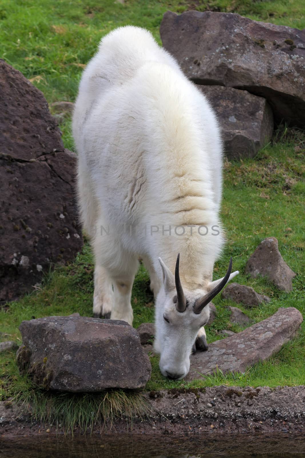 ROcky Mountain Goat Grazing by the Stream