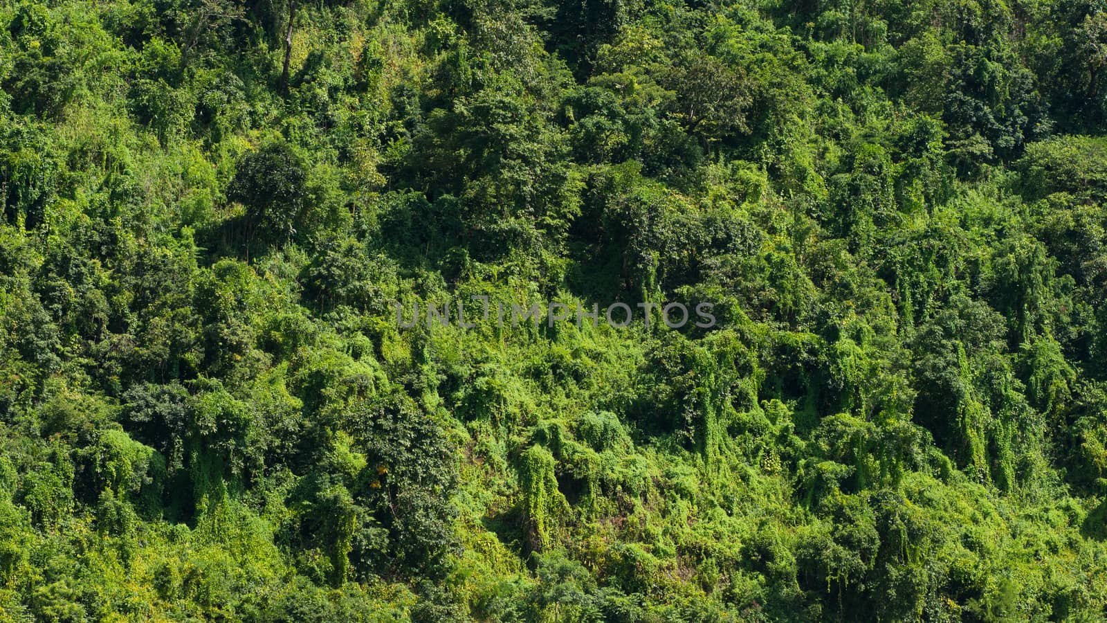 Rain forest in the Western Rakhine State of Myanmar.
