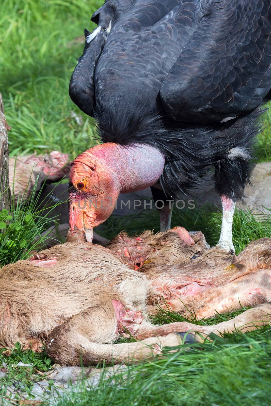 California Condor feeding on Carcass of Young Calf