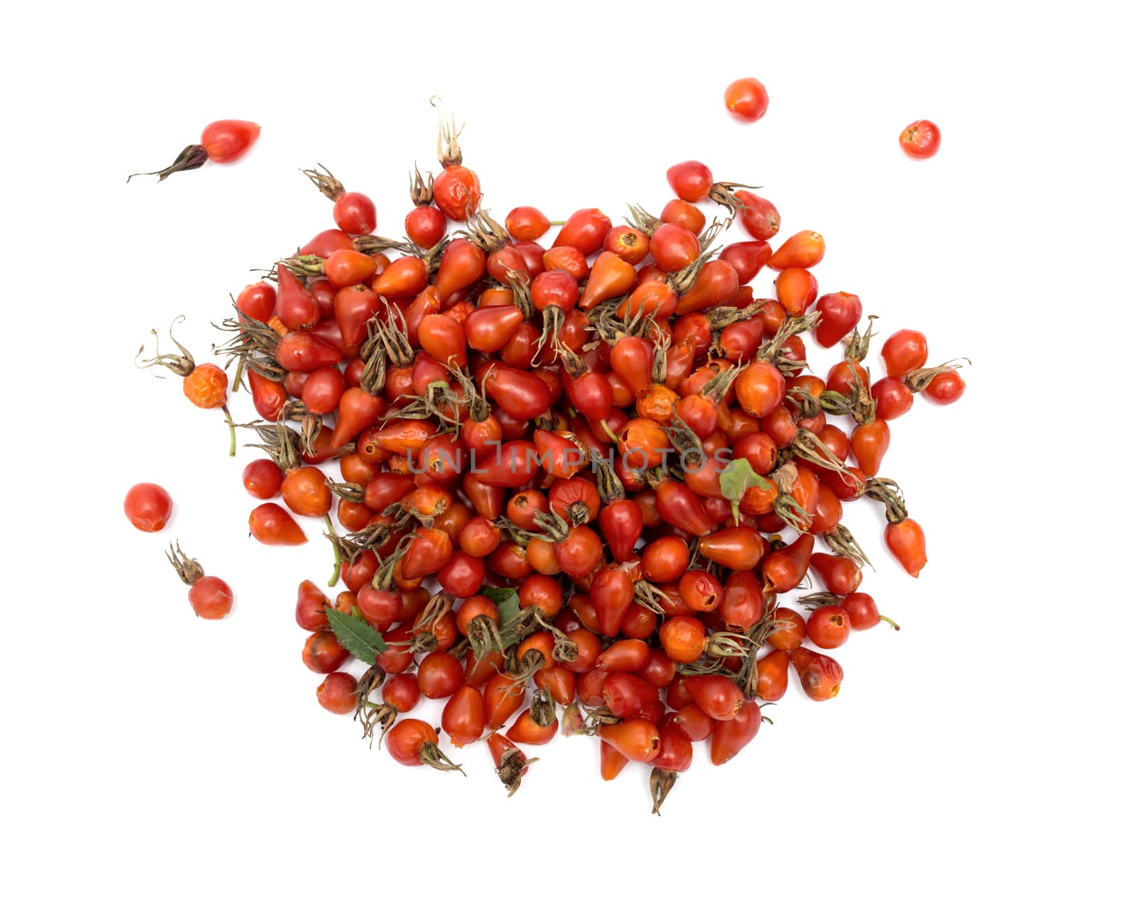 Rosehips isolated on white background by DNKSTUDIO