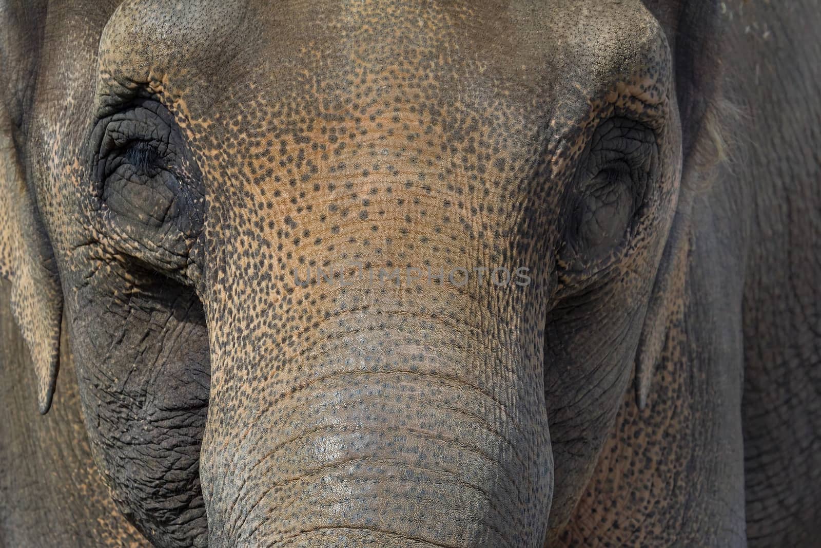 Asian Elephant Closeup Face Portrait Abtract Background