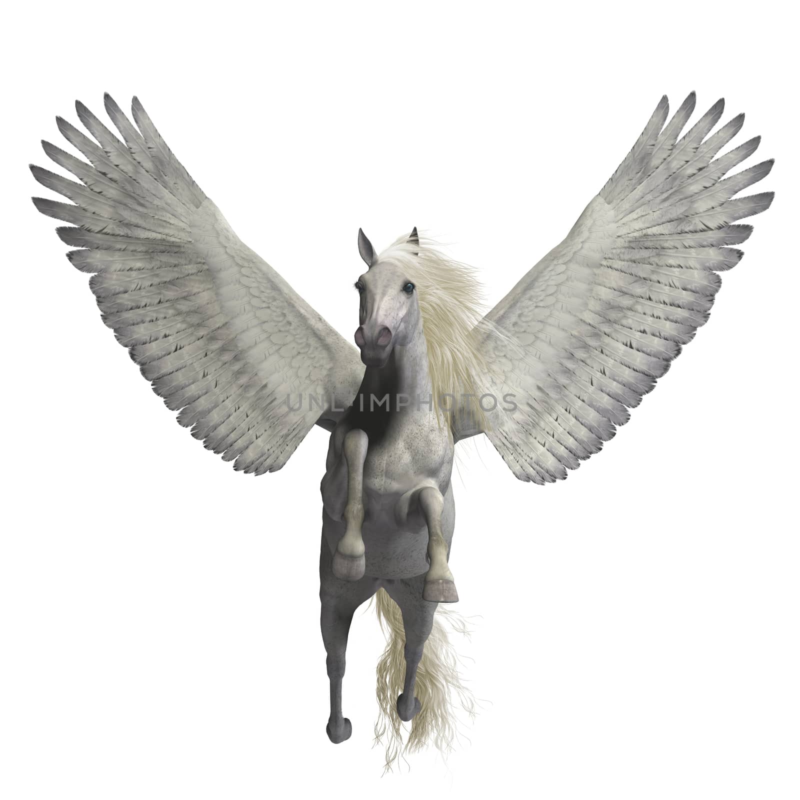 White Pegasus on White by Catmando