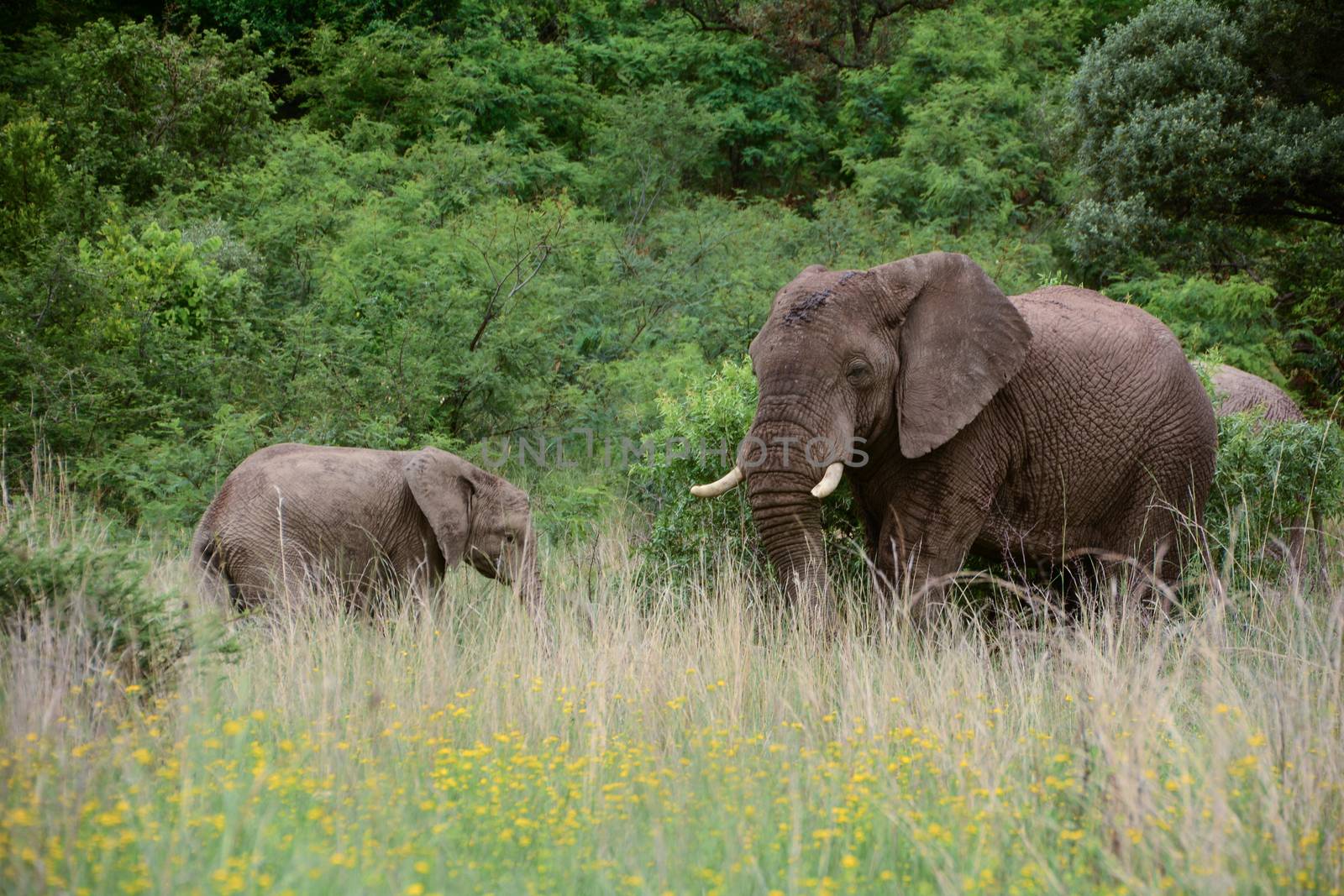 Adult elephant and a child, browsing and eating